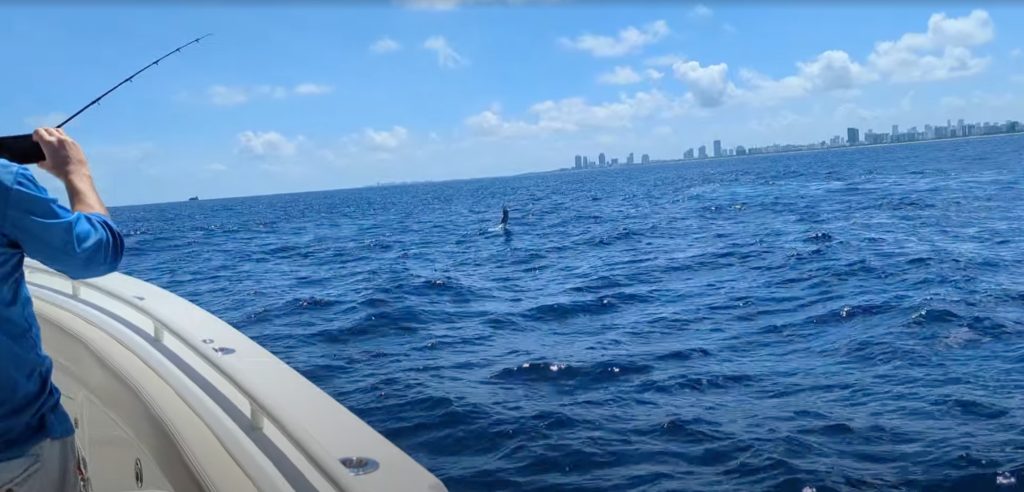 Sailfish jumping offshore with Miami Beach skyline in background during local fishing trip